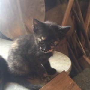 Meet your Posher, Trinity